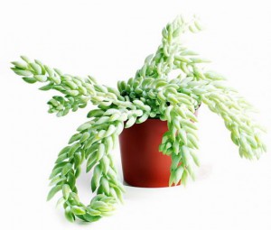 Cat safe houseplants - burro's tail