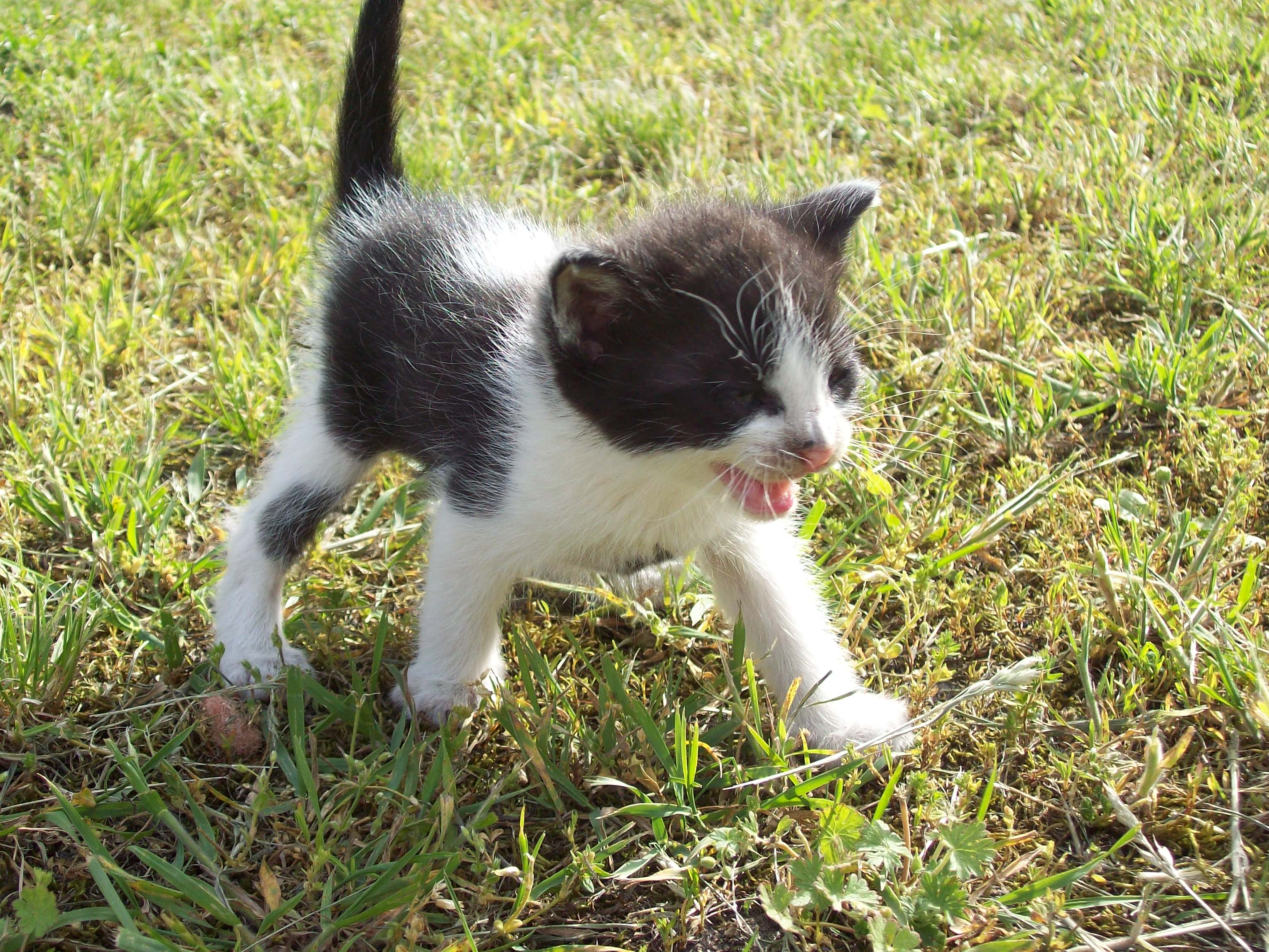 Caring for your kitten