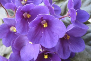 Cat safe houseplants - african violet