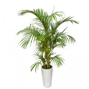 Areca palm toxic sale