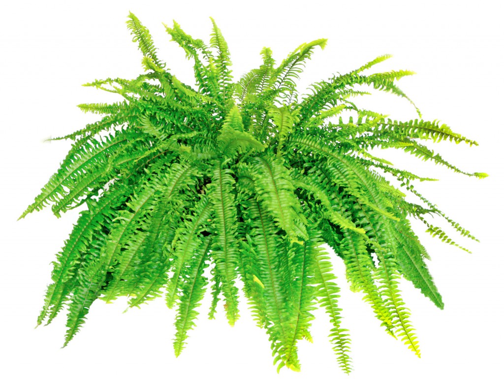 ferns that are safe for cats