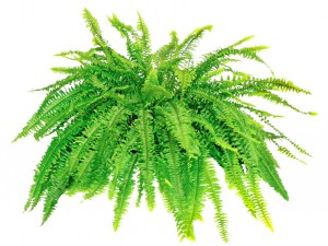 Cat safe houseplants - boston fern