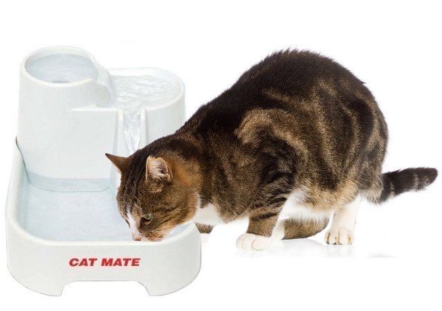 pet mate cat mate drinking water fountain