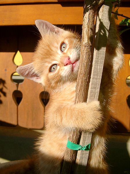 Kitten scratching wood