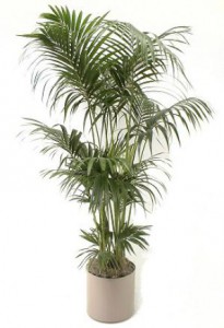 Cat safe houseplants - Kentia Palm