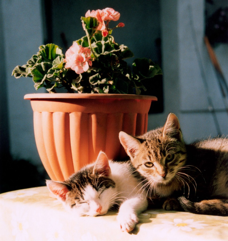 having a happy and healthy kitten - kittens chilling