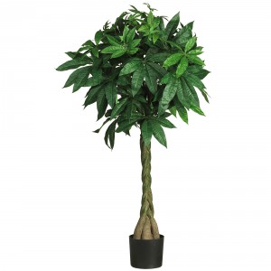 Cat safe houseplants - money tree