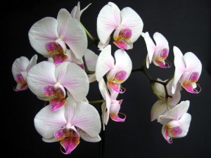 Cat safe houseplants - moth orchid