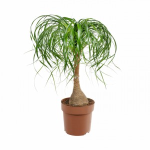 Cat safe houseplants - PonyTail plant