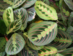 Cat safe houseplants - prayer plant