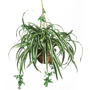 Cat safe houseplants - spider plant