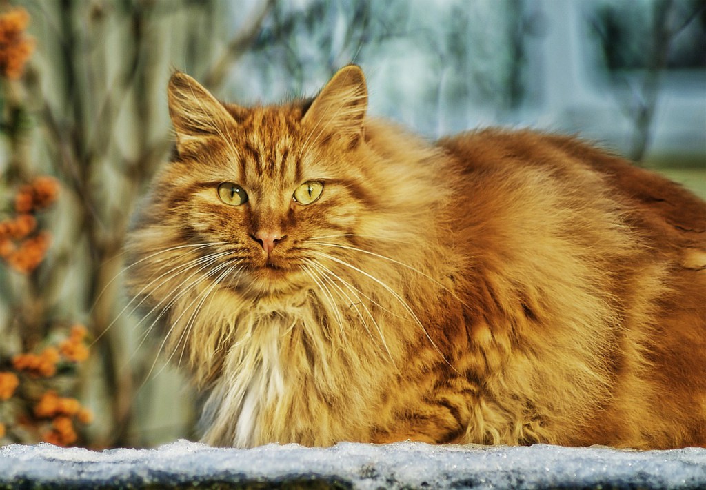 Indoor versus outdoor cats - cat enjoying a safe garden