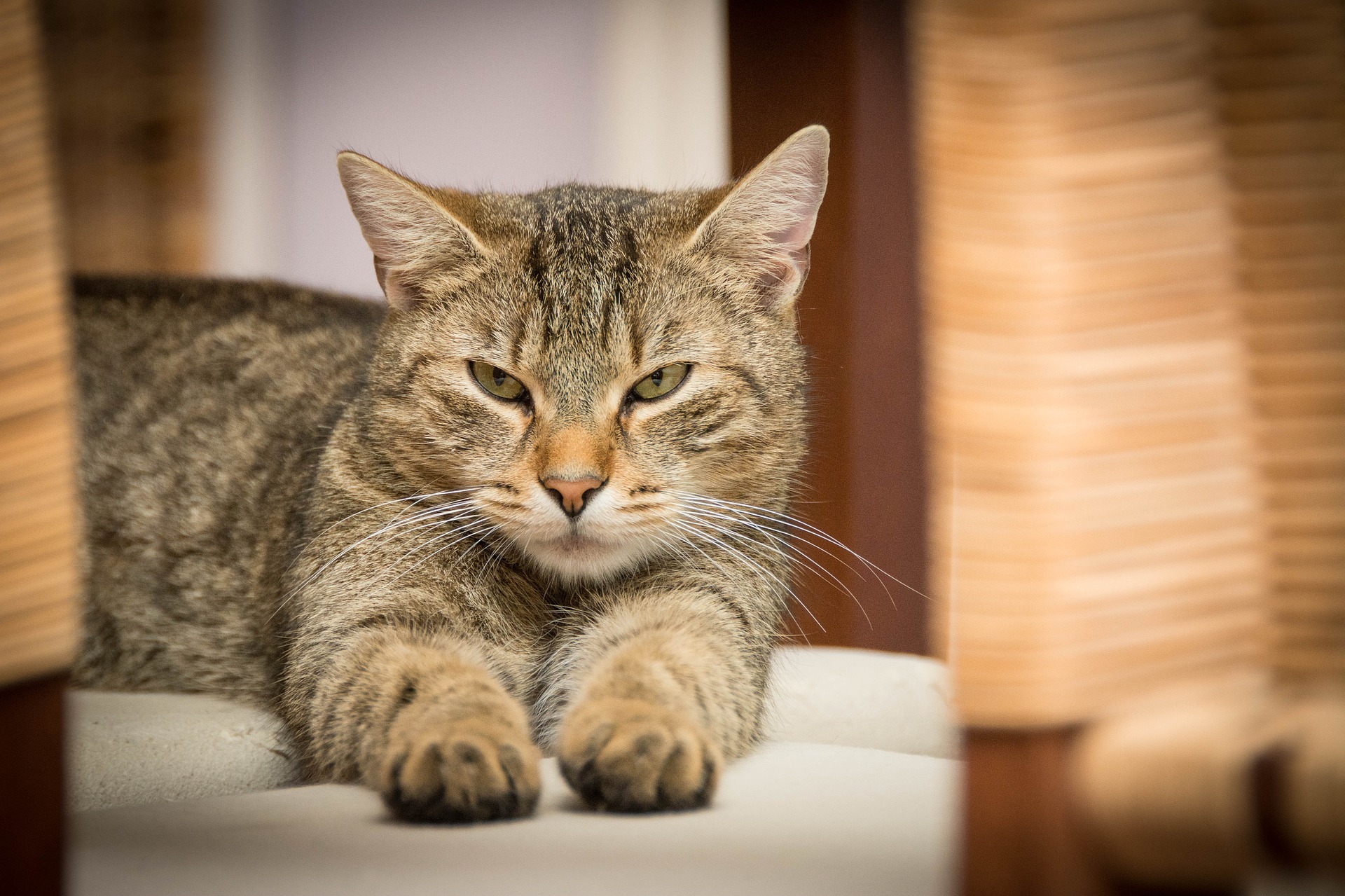 domestic-cat