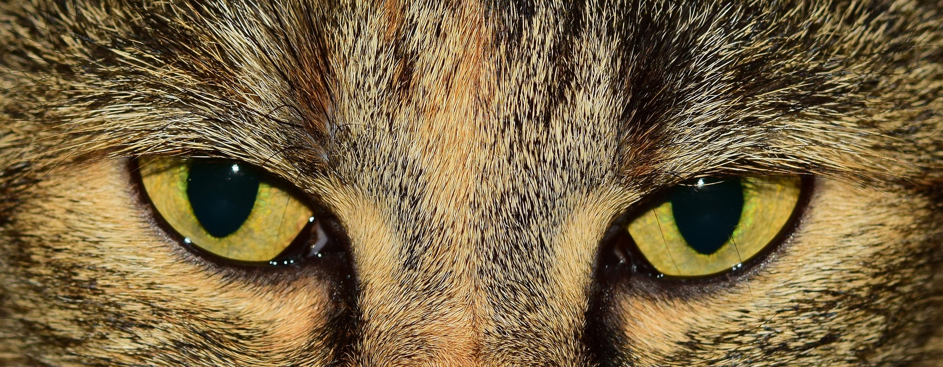 eyes-1191742_1920
