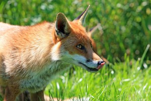 Indoor versus outdoor cats - foxes as a predator