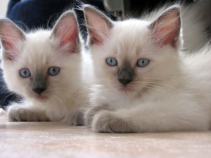 Blue Colorpoint Kittens