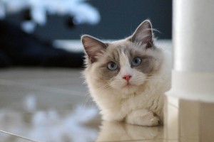 A Blue BiColor Ragdoll