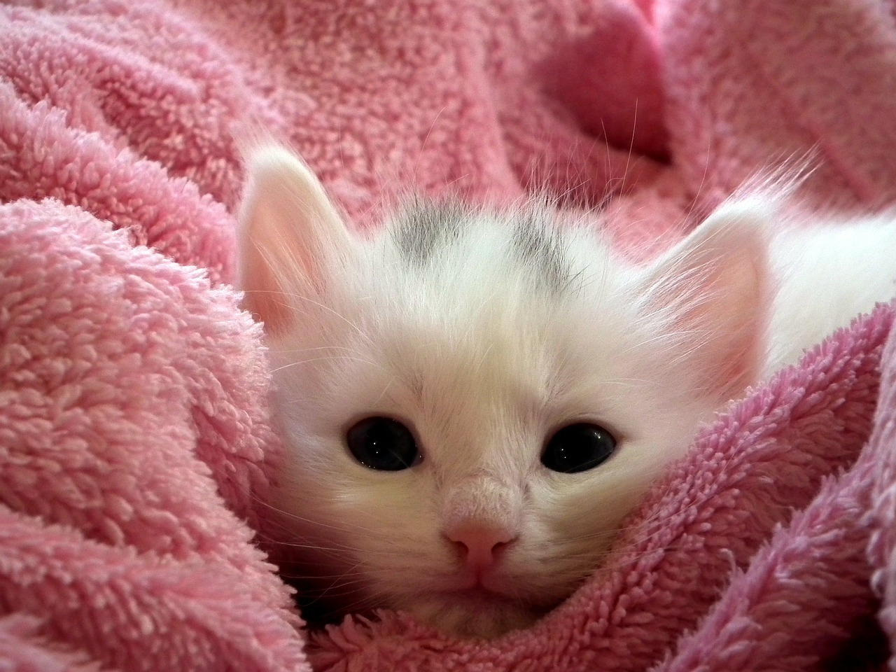 choosing a kitten Cool Stuff For Cats - Cat Product Guide