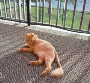 lion cut