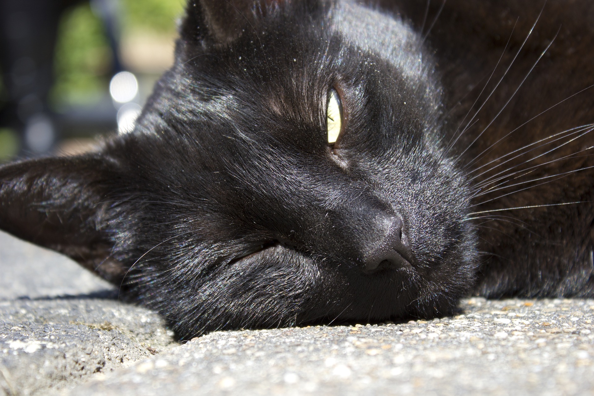 winking-cat-1145191_1920