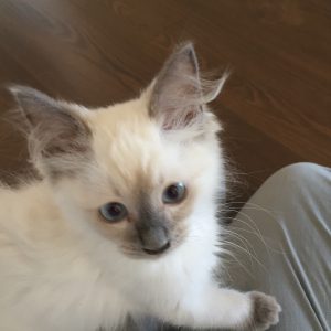 introducing new cats - callie the kitten