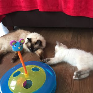 Introducing two cats