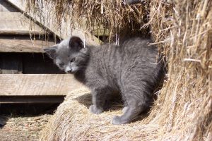 Barn cat rescue