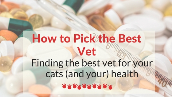 how to pick the best vet for your cats health and happiness