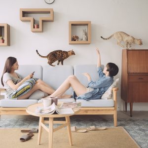 katris-modular-cat-tree-wall