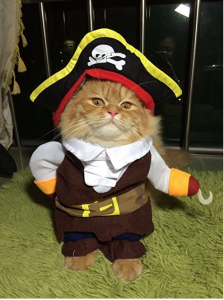 cat halloween costume pirate