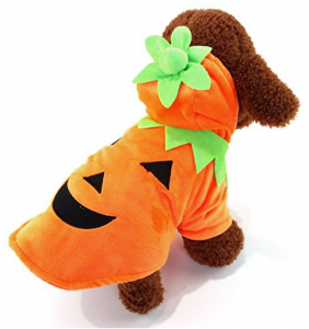 cat halloween costume pumpkin