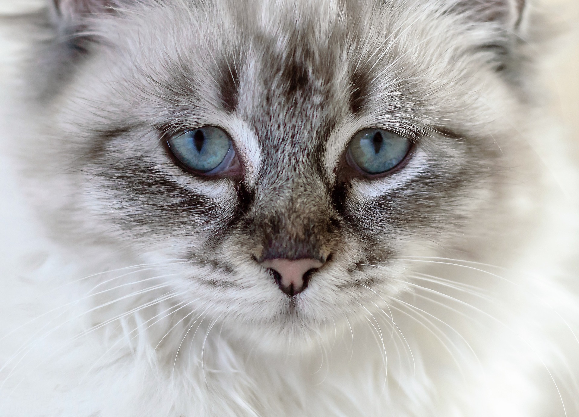 The Pros & Cons of a Self-Cleaning Litter Box