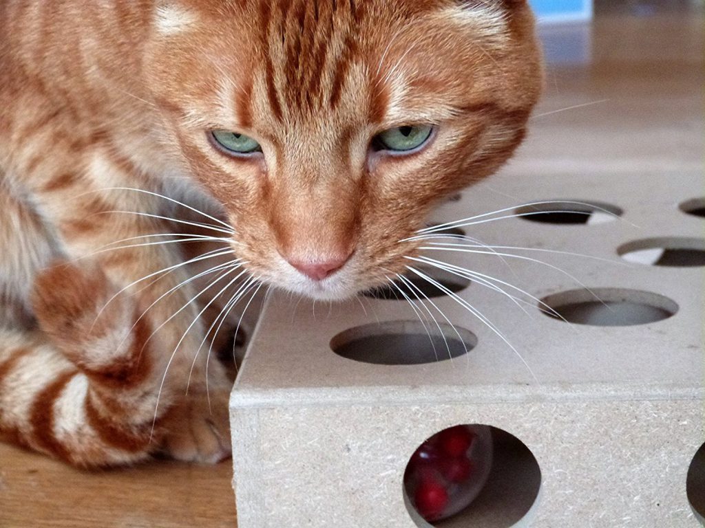 a cat toy