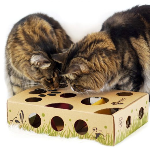Two Cats with Cat Amazing 1