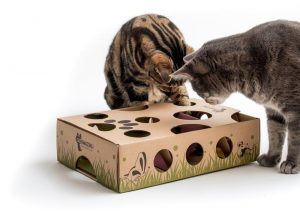 cat amazing interactive toy