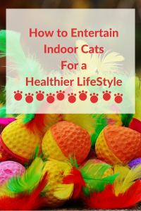 how to entertain indoor cats for a healthier and happier lifestyle