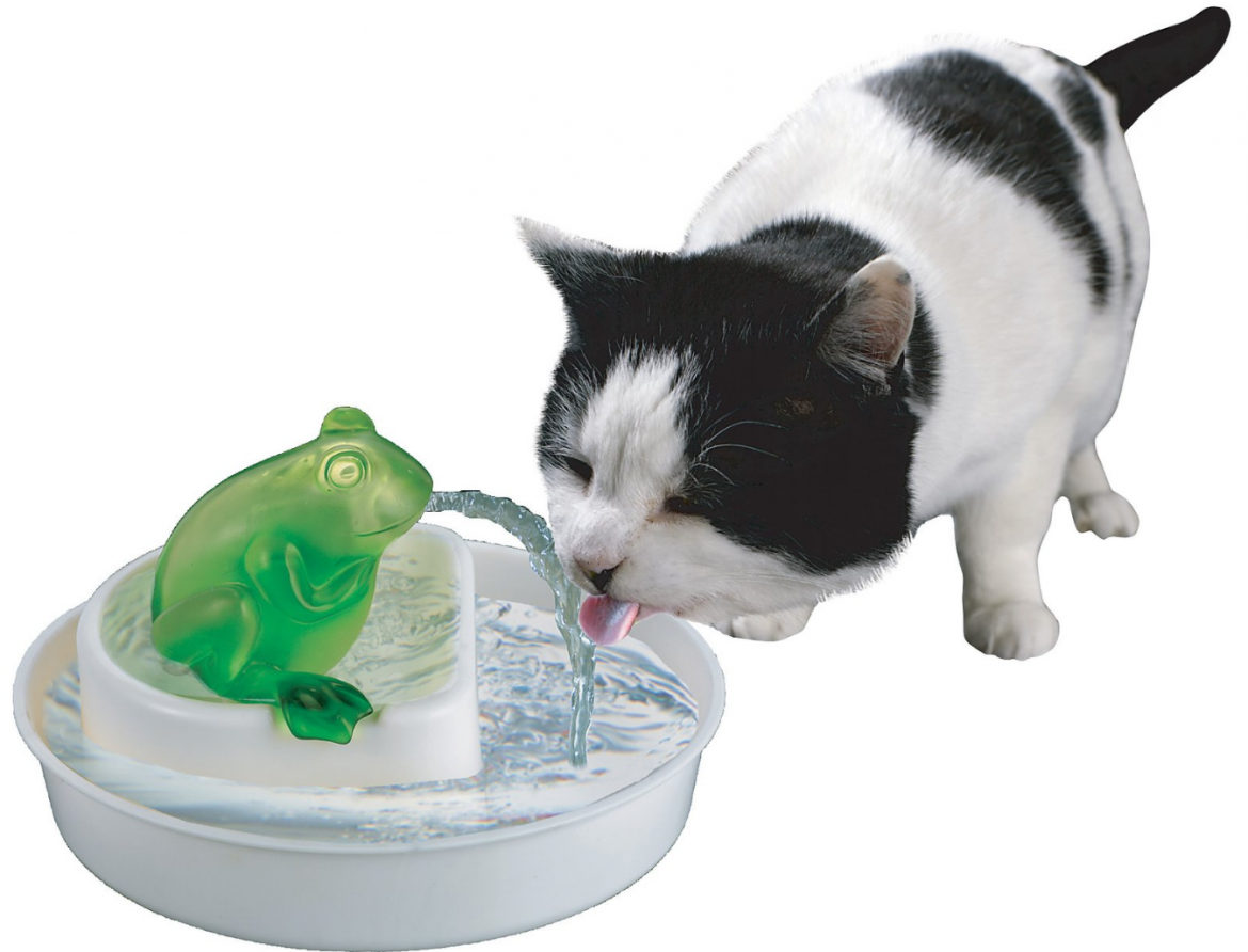 Cats Rule Frog Watering Hole Review Cool Stuff for Cats