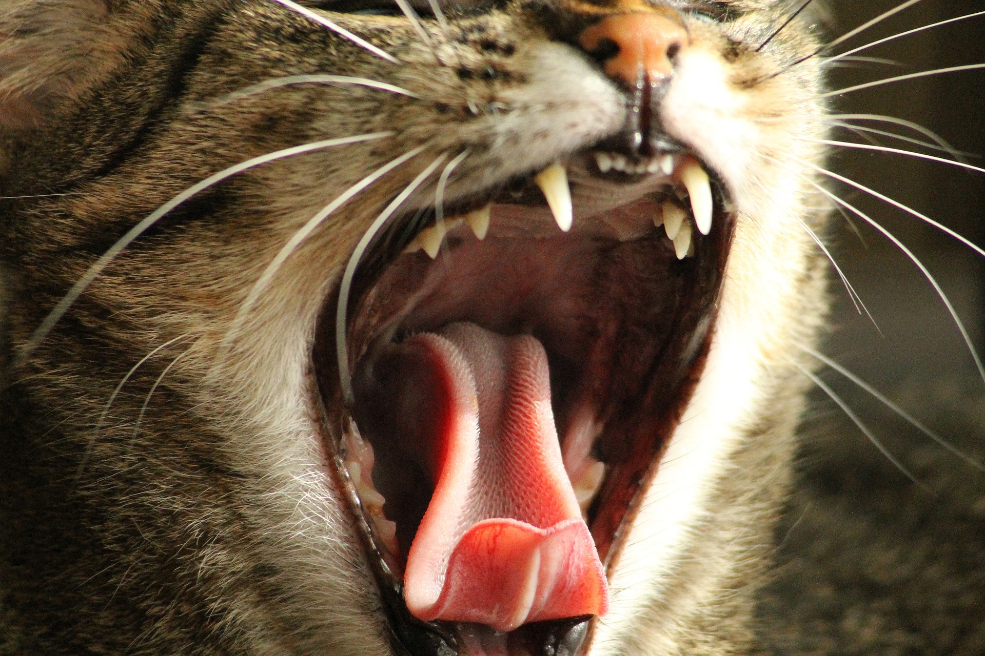 Cat Dental Care Looking after Cats Teeth Cool Stuff for Cats
