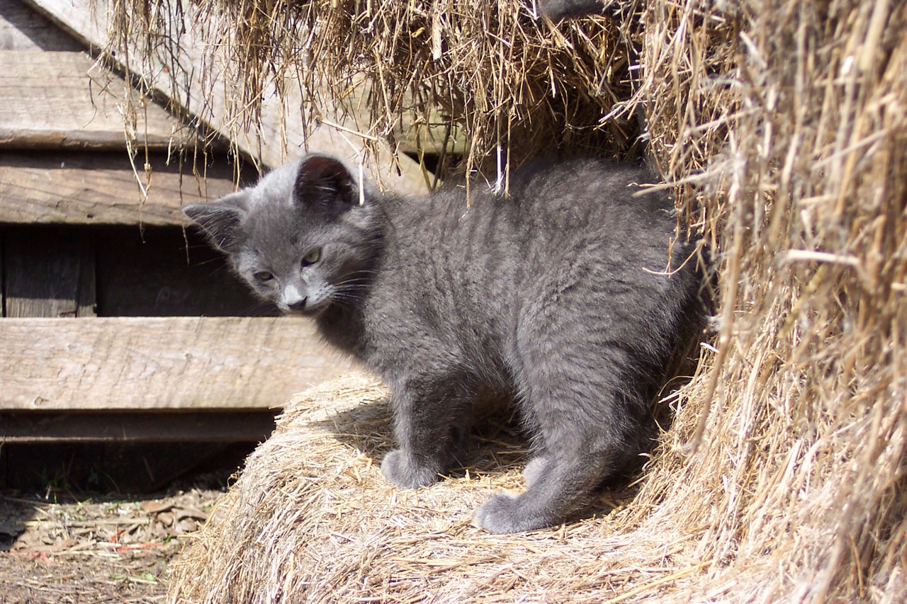 Cat farm. Кот в сарае. Кот на ферме. Котята в сарае. Котенок на ферме.